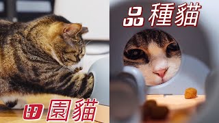 [CC SUB] It is said that this can test the IQ of cats, so I tested all 13 cats.