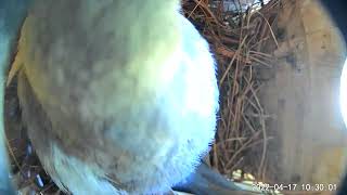 Papa Bluebird brings food to the nest while Mama stays with her brood of quintupelets