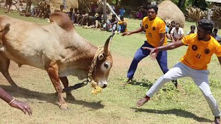 2023 வடத்திற்க்கு காளையும் காளையர்கலூம் பயிற்சி எடுக்கும் Videos 23