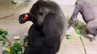 Kファームからいただいた人参を食べるゴリラたち/Gorillas eating carrots given by K Farm.