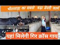 #priyankaआज फार्म विजिट गिर क्रॉस गाय का सबसे बड़ा डेयरी फार्म#buffalo#live #daliyvlog#trending