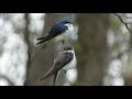 tree swallow