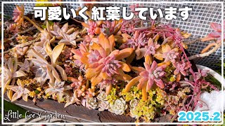 【多肉植物】セダムの植え替え＆寄せ植えの様子【ガーデニング】