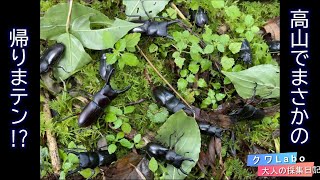 高山でバナナトラップ！ヒメオオとるまで帰りまテン。