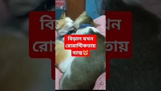 বিড়াল যখন রোমান্টিকতায় ব্যাস্ত😻।#catlover #cat @zerotv786