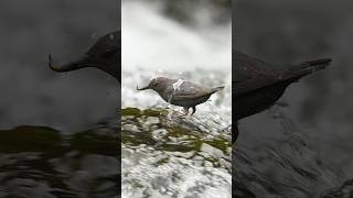 An American Dipper catches breakfast! #shorts