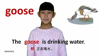 动物篇goose鹅 牛津初高中小学少儿童英语单词和例句子 常荣