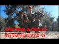 ‼️GRAN TIRADA DE ZORZALES‼️ Apertura Andalucía 2021-22