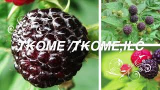 Ⱦ₭OṈE Ⱦ₭OME  Black Raspberry