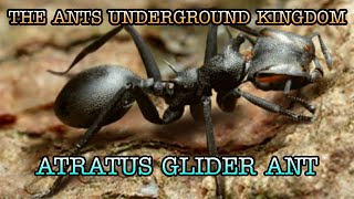 THE ANTS: PLANET ANT UNDERGROUND KINGDOM - ATRATUS GLIDER ANT