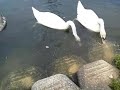 20140824手賀沼柏ふるさと公園周辺のハクチョウ白鳥スワンswans