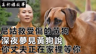 民間故事：尼姑救受傷的黃狗，深夜夢見黃狗說：你丈夫正在家裡等你｜高朗講故事