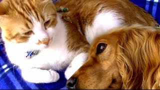 犬の看病に疲れた猫　今度は犬が猫を優しく見守る　猫と犬の愛情物語  Cat and Dog Friendship. A heart Touching Story.