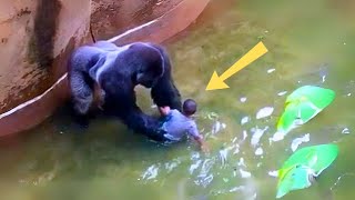 Child Falls into Gorilla Enclosure: Harambe’s Unexpected Actions