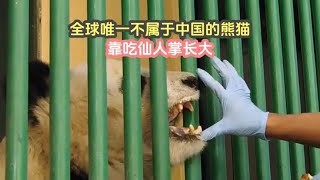 全球唯一不属于中国的熊猫，靠吃仙人掌长大，还让国家间友谊变好