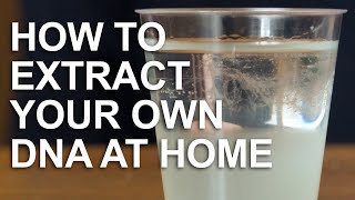 DIY Science: How to Extract Your Own DNA at Home - Professor Turi King
