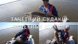 Зачётный судак!!!Зачётные щуки!! Ловля судака и щуки на джиг в конце лета. Aspro792H в работе.