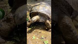 アルダブラゾウガメの朝の行水　　aldabrachelys gigantea  #shorts