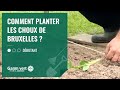 [TUTO] Comment planter les choux de Bruxelles ? - Jardinerie Gamm vert