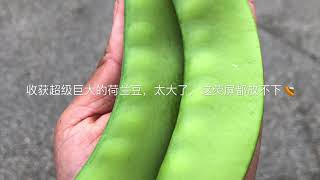 我家后院的荷兰豆和甜豆成长过程