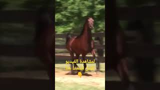 الخيل العربي الأصيل | الأسطورة مروان الشقب بطل العالم وأبو الأبطال The Legendary Marwan Al Shaqab