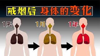 戒烟后，变黑的肺还能完全恢复正常吗？【科普小姐姐】