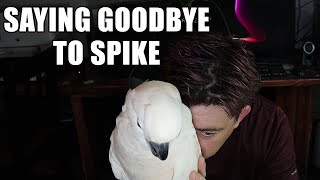 Saying Goodbye to Spike our Moluccan Cockatoo 😢 Rehoming