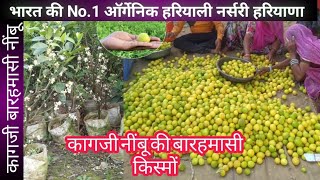 2111.असली बारहमासी कागजी नींबू के पौधे Original Kagaji Baramasi Nimbu Plant Organic Hariyali Nursery