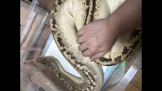 【閲覧注意】　ブラッドパイソンの食事動画です feeding my big ivory blood python