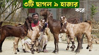 ৩টি ছাগল ৯ হাজার করে।মা ও বাচ্চা ছাগলের দাম জানুন