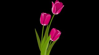 Python Turtle Graphics - 33 || Tulips || Art by Code #shorts