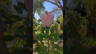 Beautiful King protea! Australian flowers| Native flowers