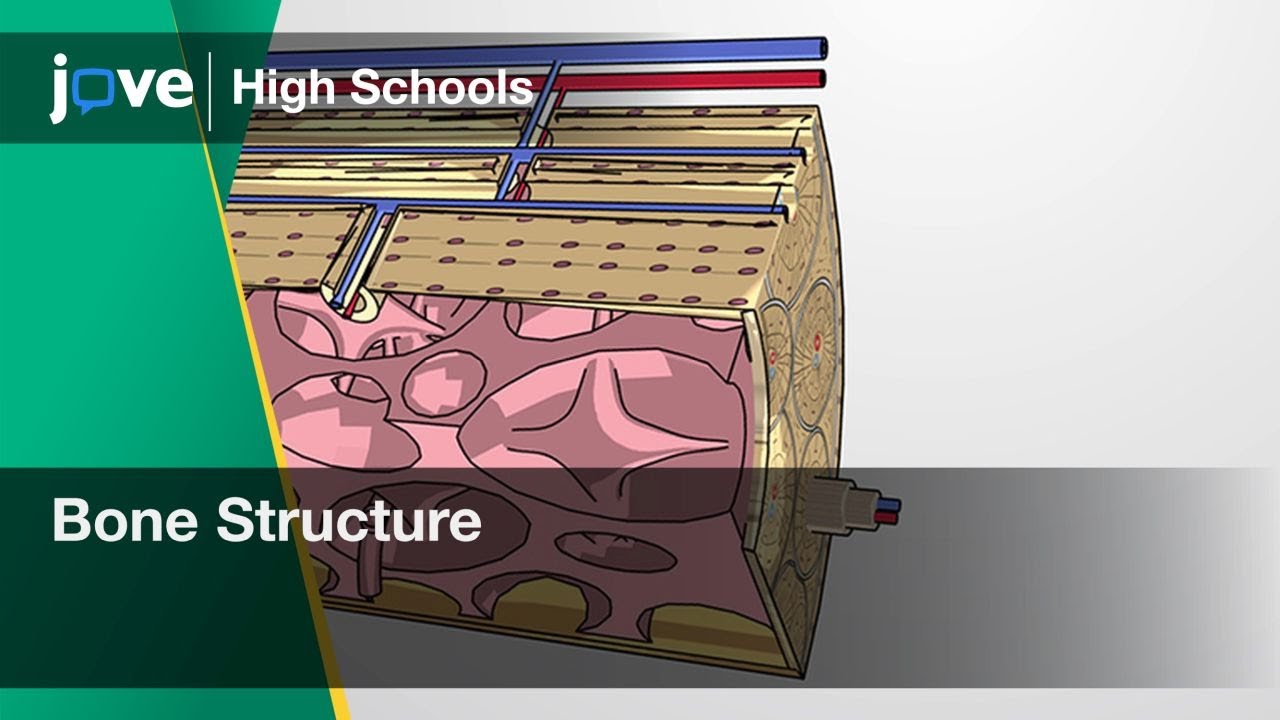 Bone Structure Bio Video Textbooks Preview Youtube