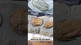 From 500 Million Years Ago: The Rise and Fall of Trilobites | Fossil History Explained