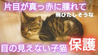 【盲目の子猫保護】片目が真っ赤に腫れて目が見えない子猫を保護-危険な通りからの救出