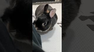 うさぎが飼い主の体調を心配してくれました　#short #bunny #rabbit