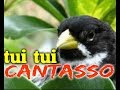 CANTO EXCELENTE TUI TUI P/ENCARTAR COLEIROS PARDINHOS BOM PARA ESTIMULAR SEU FILHOTE