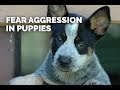 Fear Aggression in Young Dogs - Part 1