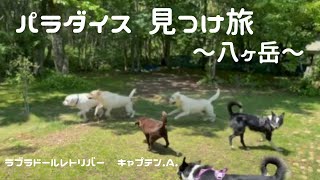 パラダイス見つけ旅 〜八ヶ岳〜　ラブラドールレトリバー　キャプテン #175