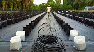 How to set up a fertigation drainage system | ep92 | Cara pemasangan sistem saliran fertigasi