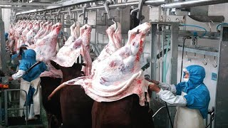 Incredible Modern Cowhide Processing Factory Technology - Cow Farm Harvesting Cowhide For Tannery