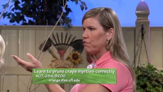 Central Florida Gardening-Pruning Crape Myrtles