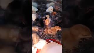 Cute Baby Chicks Peeping and Scratching at Spring Chickens Feeding Time