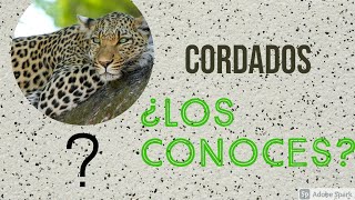 CORDADOS - Su origen según Garstang #DivulgaciónCientífica