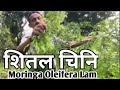 Sital Chini Moringa Oleifera Lam सजिवन important green plant MORINGA FARM शितल चिनि बिरुवा महंगो छ