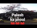 beautiful palash ka phool shorts