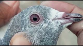 Joro waly kabootar  ||  shani pigeon club jallo