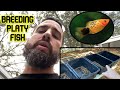 HOW TO BREED PLATY FISH OUTSIDE - BACKYARD FISH BREEDING