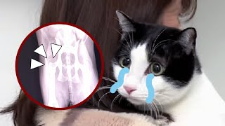 猫猫我呀，腿腿痛痛，哭唧唧，需要哄哄～｜花花与三猫 Cat Live