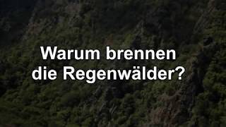 Warum brennen die Regenwälder?